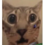 Le Cat group/ El Gato group