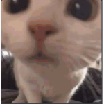 look at this cat