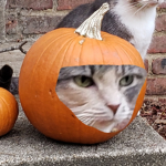 Arya Pumpkin Cat Group