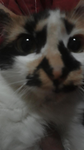 kitty-=x