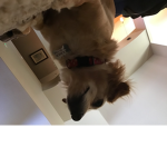 Hoomans and #######