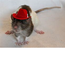 New Rat West