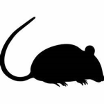 Ratlords kingdom