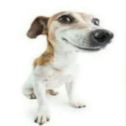 what da dog doin Roblox decal