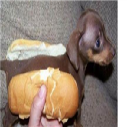 Dog in hot dog bun Roblox decal