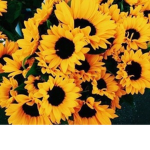 Sunny Aesthetics ;)