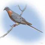 Passenger Pigeon Fan Group