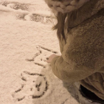 mewia