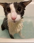 MeowFits