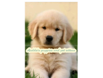 Maddie’s puppies and pet sitters