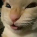HEHEHHEHE EL GATOOO