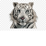 ThatZooCult