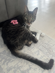 Thunder The Cat Official Fan Club