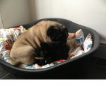 the friendly pug club