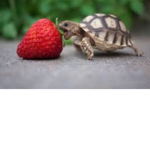 Turtles Are Cute c;