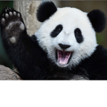 Panda Saver Group