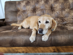 Goodbye buddy :(