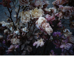 ddead roses