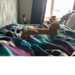 Loving Cats too much group