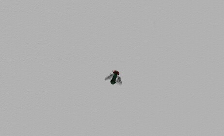 Flies
