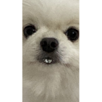 뭉치와 친구들