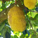 The Scientific Research Bunker of Jaca.