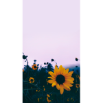 SUNFLOWER UNICORNS