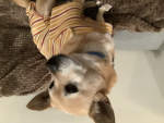 Corgis like to have fun