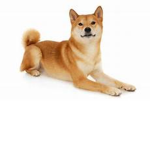 A cool doge group