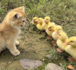 Team-Ducky