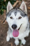 Warriors of huskys