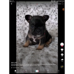 # I LOVE DOGGIES