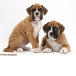 dog fan club:)