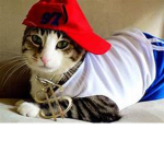 Cool Kitty Clan