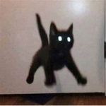 + G A T O S +