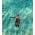 Turtles mini’s