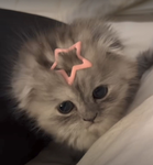 Kittys4ever