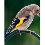 Sad bird fan group