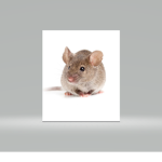 Mouse's United Official!
