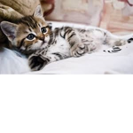 kitten kids