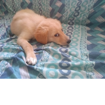 homenagem para belinha