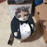 Fat Cats in Tuxedos