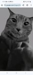 Cat crew...