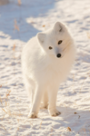 Artic foxy group