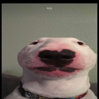 walter the dog Roblox decal