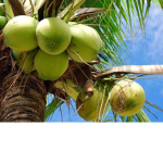 Fancy Coconuts