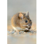 Mice untited