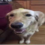 Butter Dog da dog with da butter