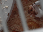 Slay Animal lovers!