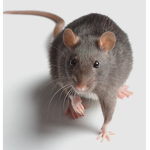 - My rats -